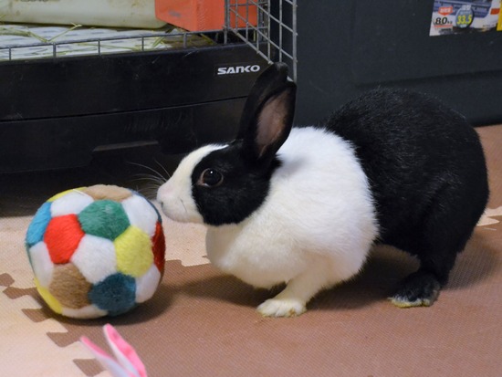 210723 おっきDSC_3118 (2)