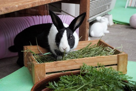 20230611みるDSC00596