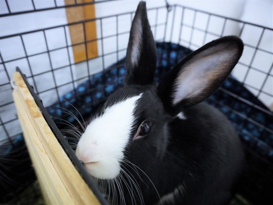 220205ビスケDSC05327 (2)