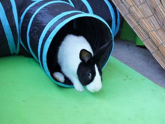 220103 クッキーDSC01528 (2)