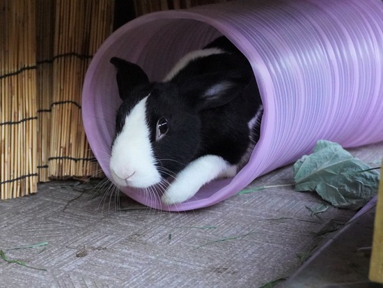 220505ビスケDSC03590 (2)