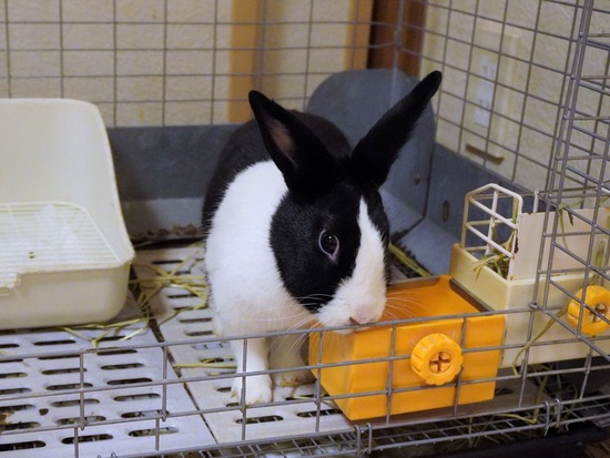 220827わらびDSC09148 (2)