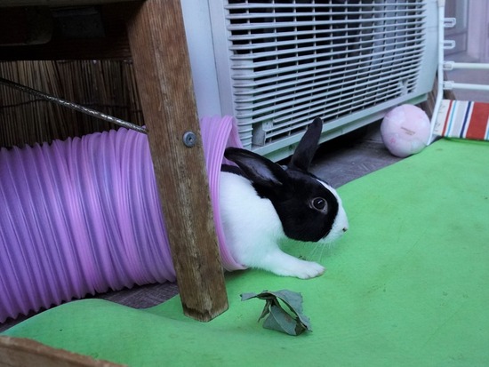 220212ビスケDSC05495 (2)