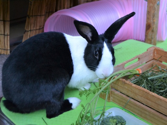 211212 koma DSC_1389 (2)