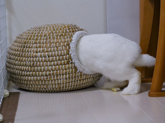 210828 ミルクDSC_2102 (2)