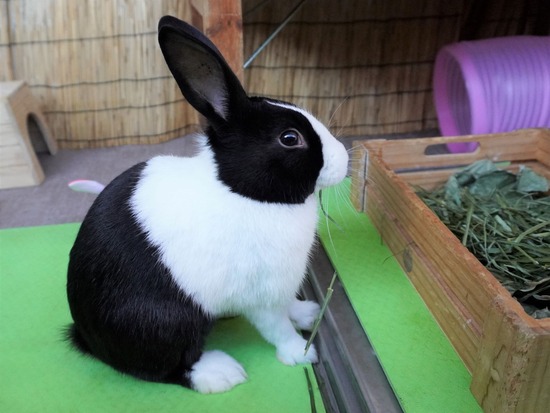 220110クッキーDSC02856 (2)