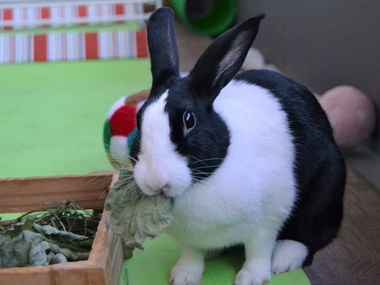 210920 koma DSC_2393 (2)