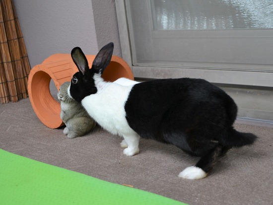 210905 こまDSC_2127 (2)