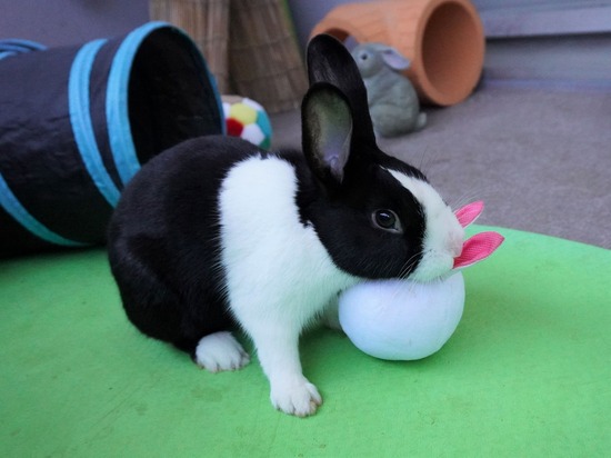 220212ビスケDSC05680 (2)