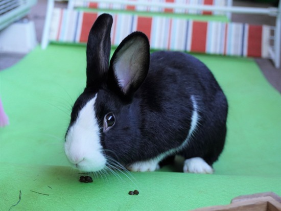 220103ビスケDSC01659 (2)