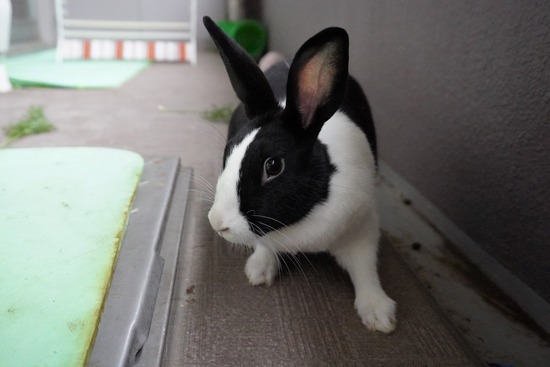 20230611みるDSC00659