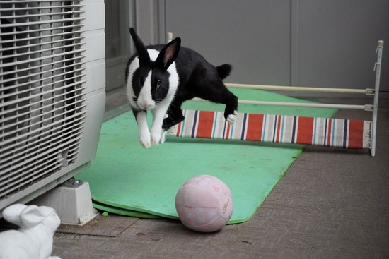 20230611みるDSC00635