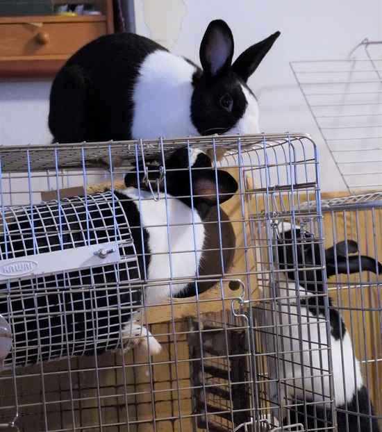 220709ビスケDSC07362 (2)