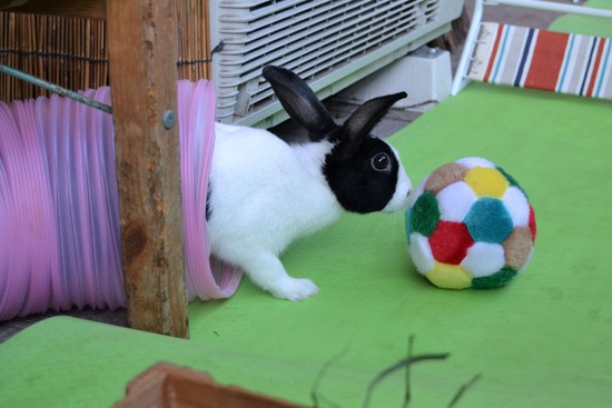 211212 koma DSC_1307 (2)