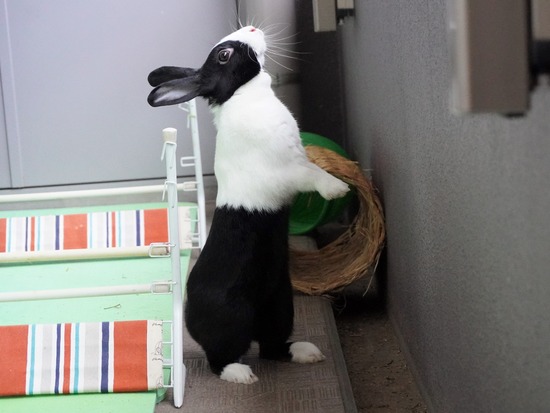 20230429あいDSC06595 (2)