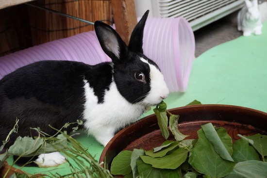 20230429こんDSC06424