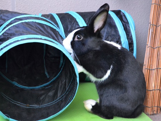 211226 ビスケDSC_1466 (2)