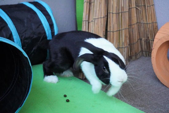 220129クッキーDSC04081 (2)