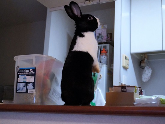 220709ビスケDSC07463 (2)