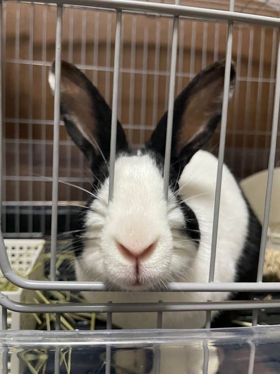 まるちゃんimage1 (002)