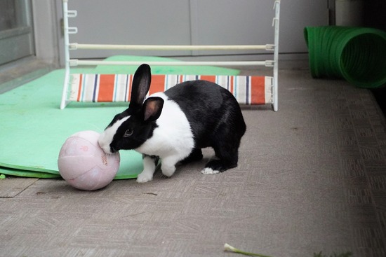 20230611みるDSC00644