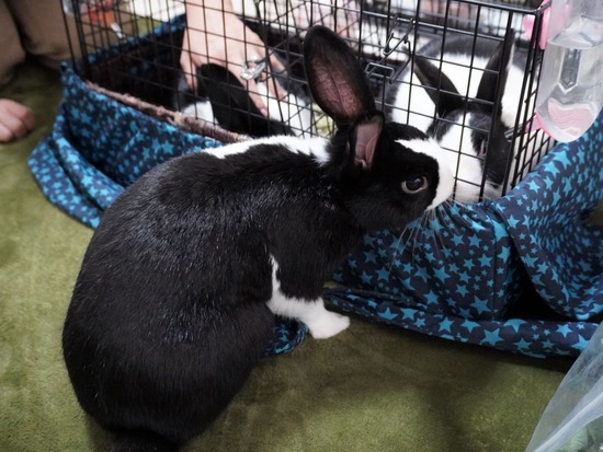 220917きなこDSC00603 (2)