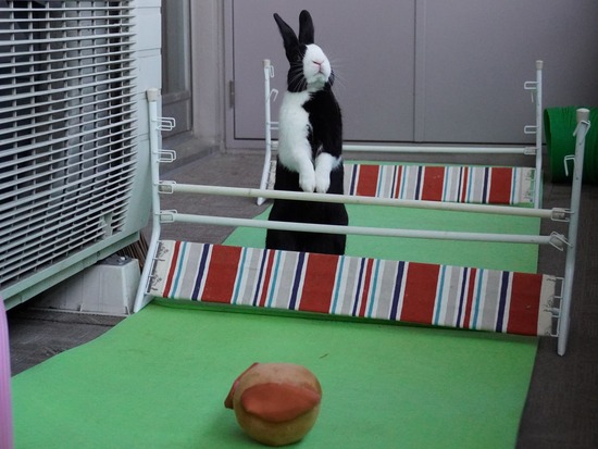 220410ビスケDSC00840 (2)