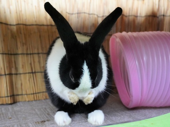 220129komaDSC04008 (2)