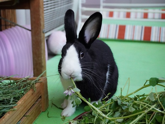 220505ビスケDSC03546 (2)