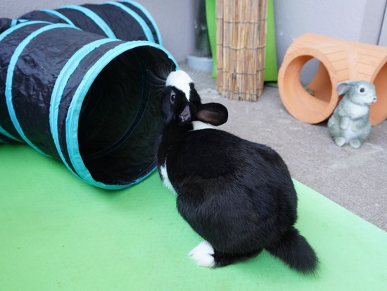 220410ビスケDSC00765 (2)