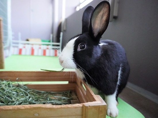 220129ビスケDSC04723 (2)