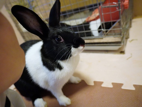 220904くろみつDSC00436 (2)