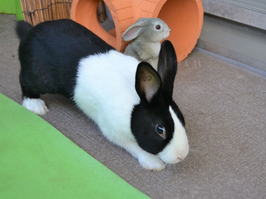 211226 クッキーDSC_1298 (2)