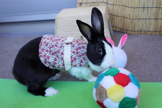 220101komaDSC00413 (2)