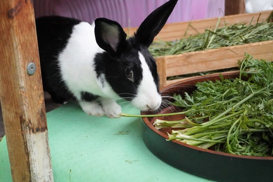 20230611みるDSC00592