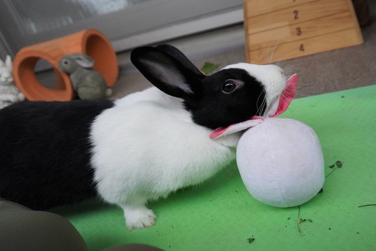 20230429あいDSC06582