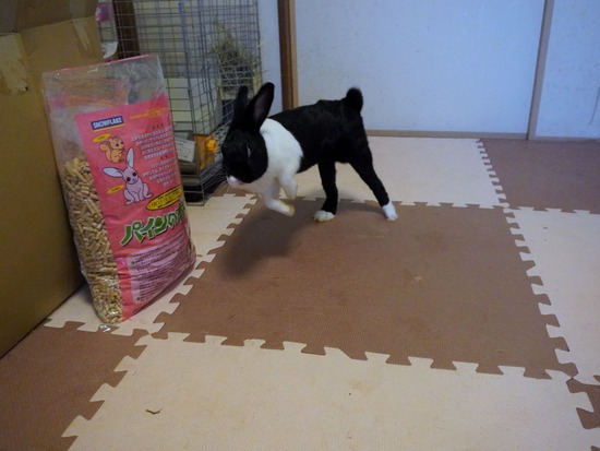 220904くろみつDSC00395 (2)