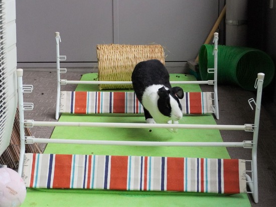 220213komaDSC06695 (2)