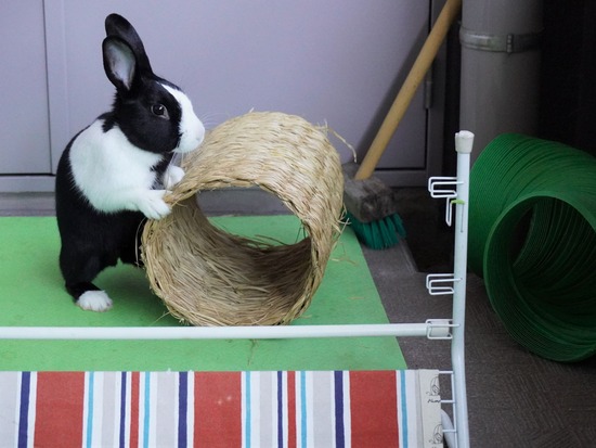 220212ビスケDSC05801 (2)