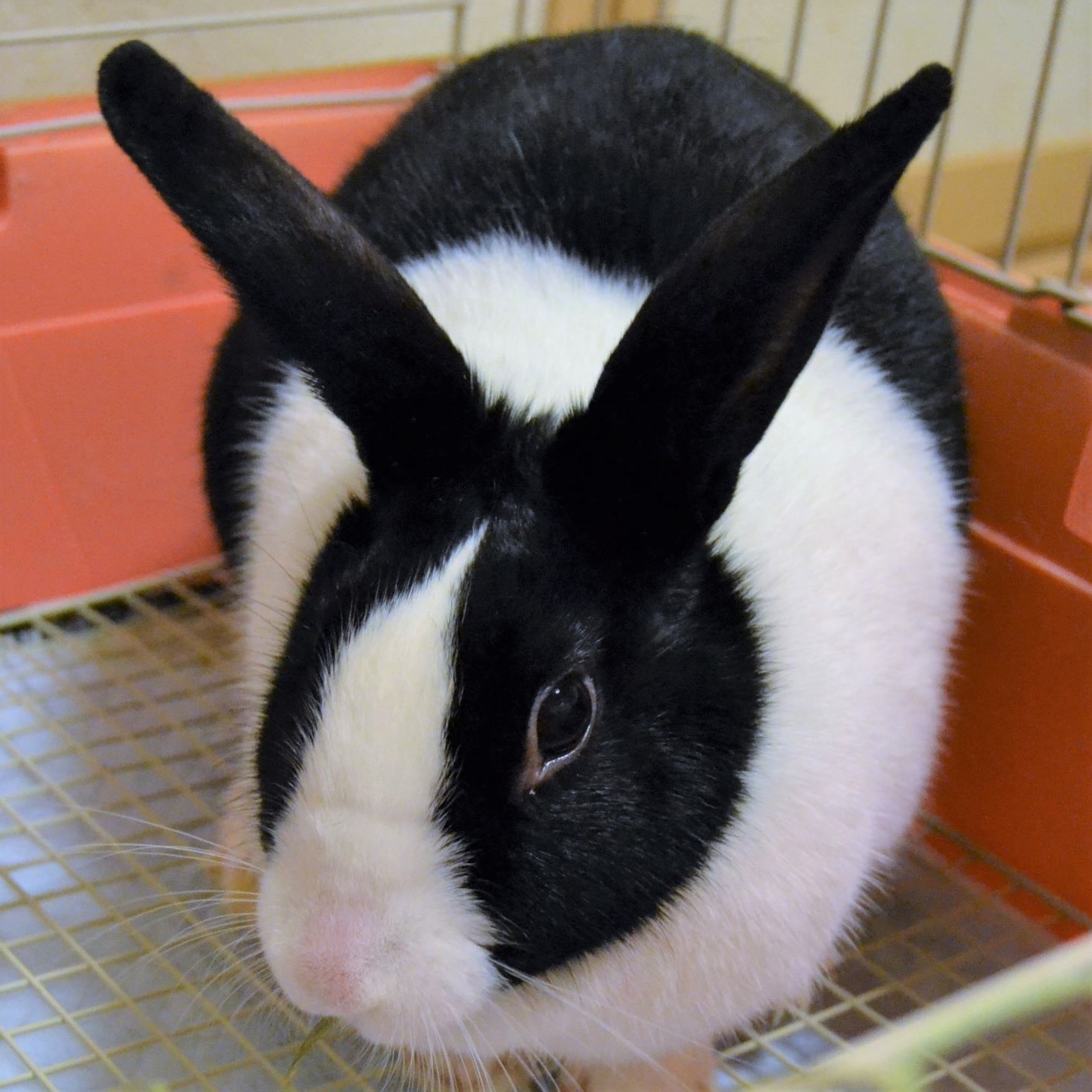 ダッチ里親募集のお知らせ 記事固定 追記あり 兎鳥庵 うさぎさんの里親募集