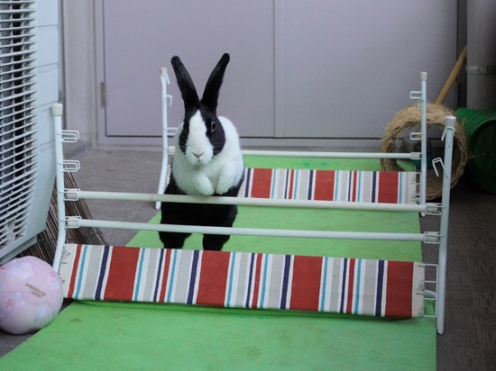 220212komaDSC06006 (2)