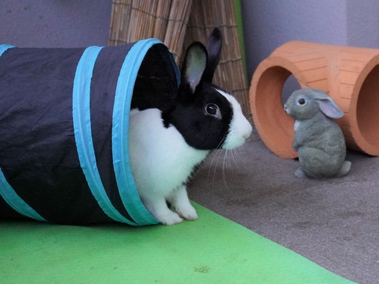 220212ビスケDSC05554 (2)