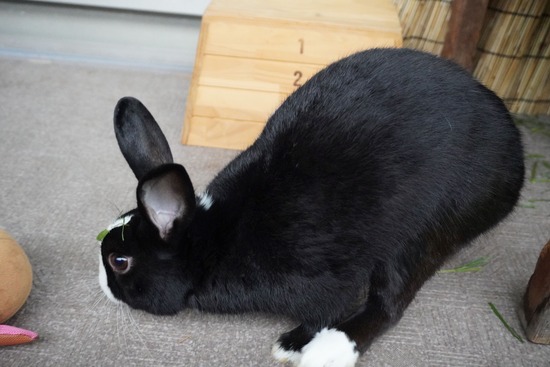 231008こんDSC04337