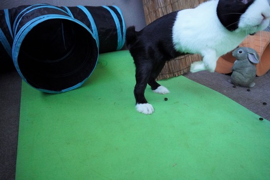 220129クッキーDSC04359 (2)