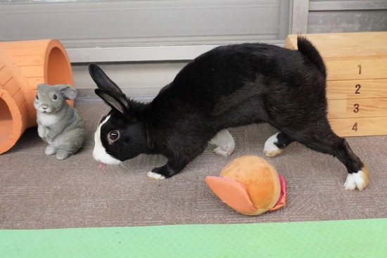 20230429こんDSC06513