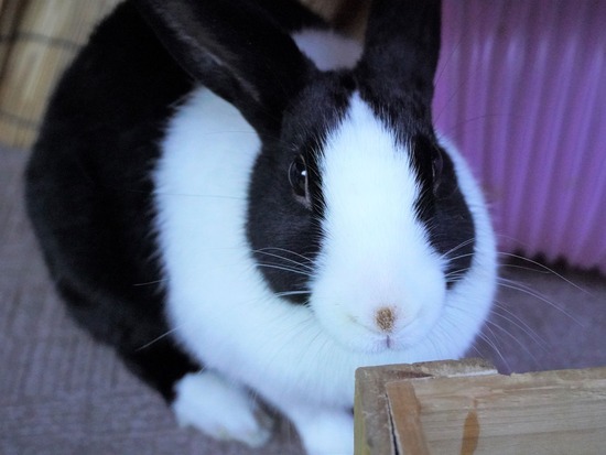 220212komaDSC06096 (2)