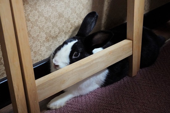 20230729げんDSC01719