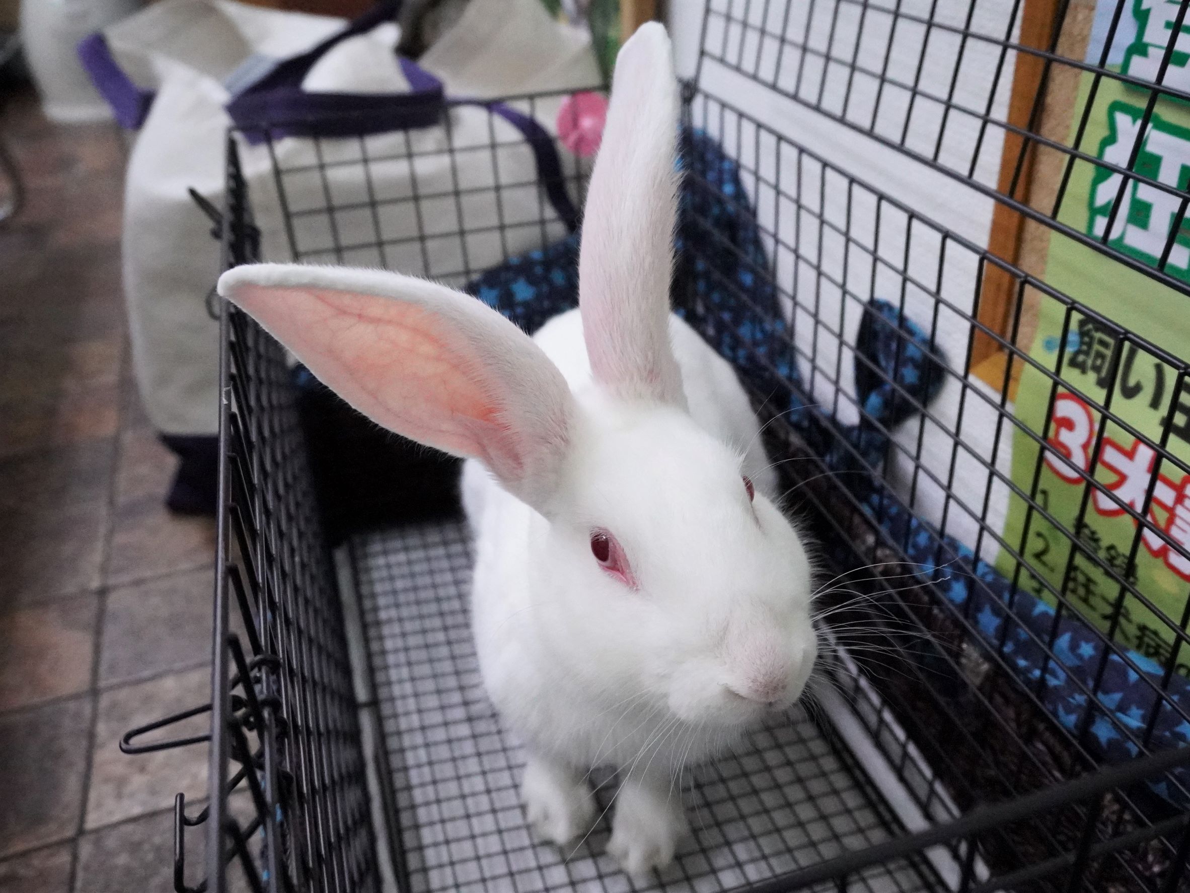 ぴょんた君 健診 兎鳥庵 うさぎさんの里親募集