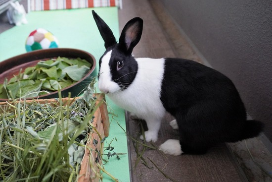 20230429あいDSC06631 (2)