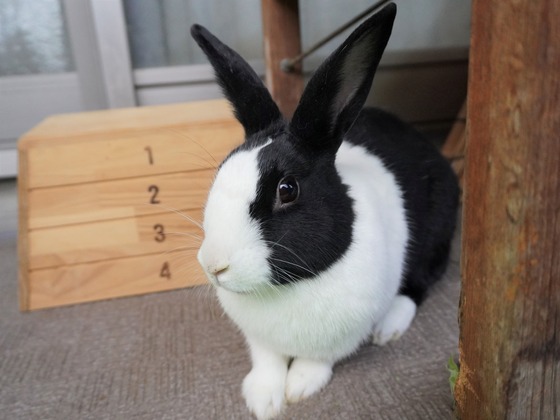 20230503komaDSC07406